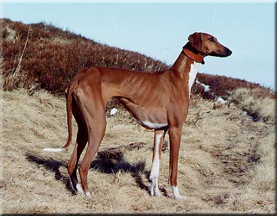 CH. Gaïndé de garde epee