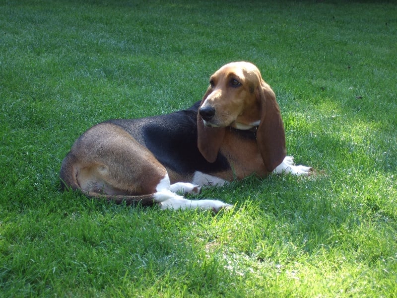 Publication : de l'Héritage De Toundra Auteur : Isabelle Van Vaerenberg