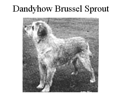 dandyhow Brussel sprout