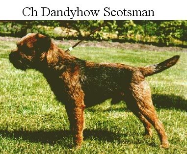 CH. dandyhow Scotsman