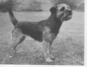 CH. brumberhill Blue tansy