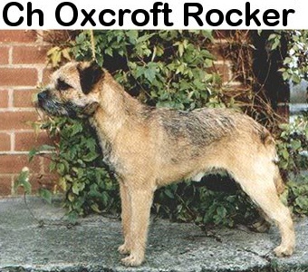 CH. oxcroft Rocker