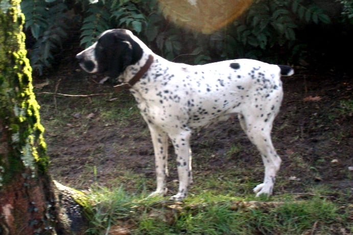 Bianca de la tour de broue