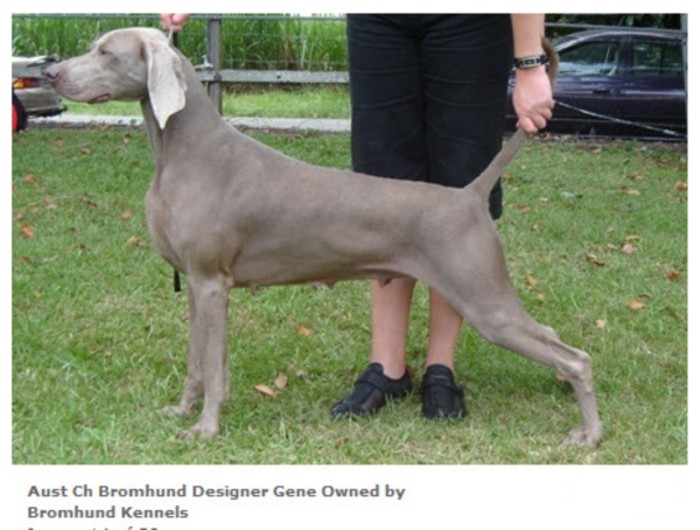 CH. bromund Designer gene