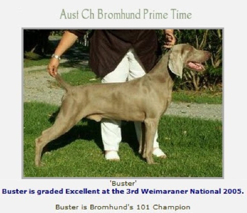 CH. bromund Prime time