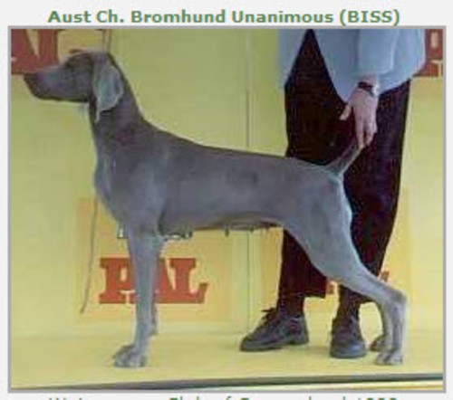 CH. bromund Unanimous