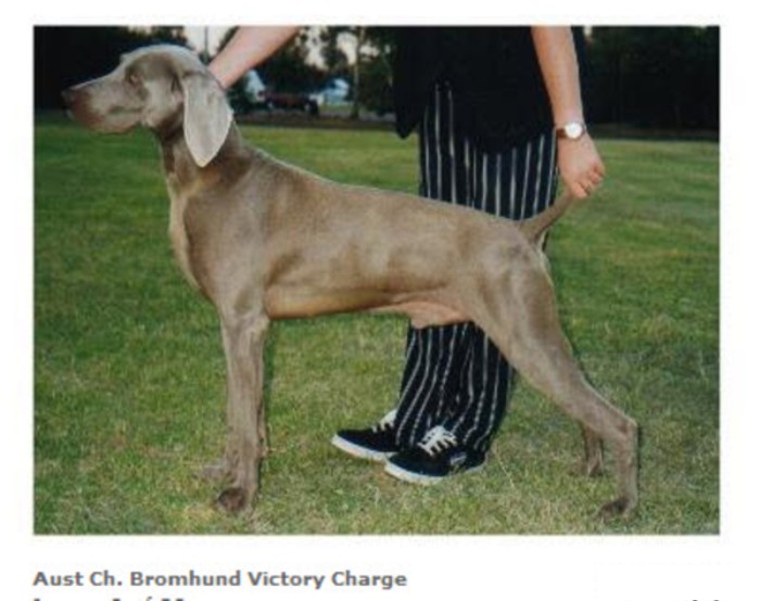 CH. bromund Victory charge