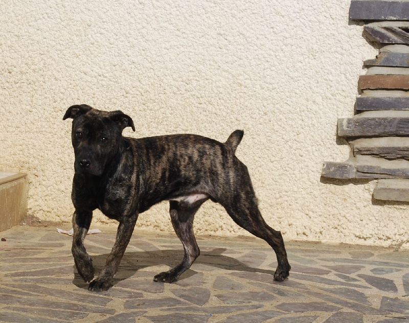 Publication : Des Larmes De Cérbère Auteur : virginie