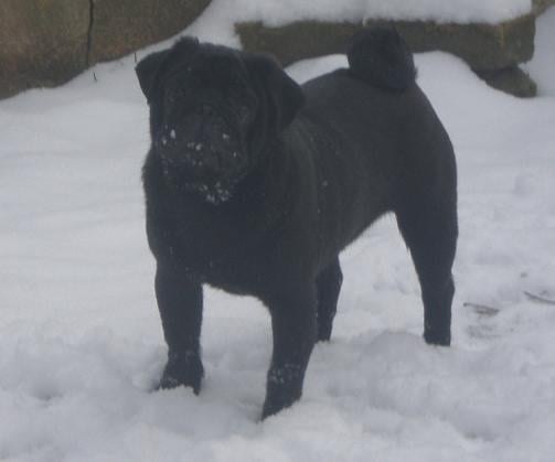 Publication : du gardien du palais de Lhassa Auteur : Nis Karine