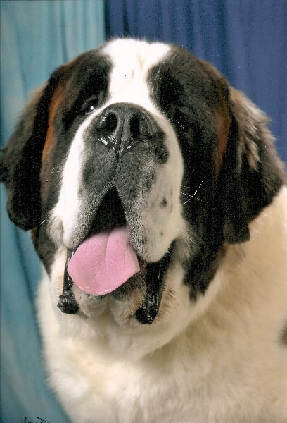 Publication : des Fées des Lys 