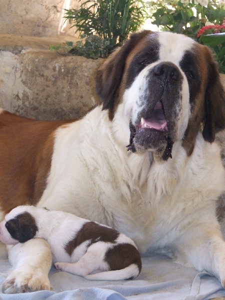 Publication : Du Bost Noir