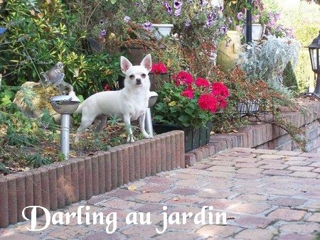 Darling Garden of the droséra