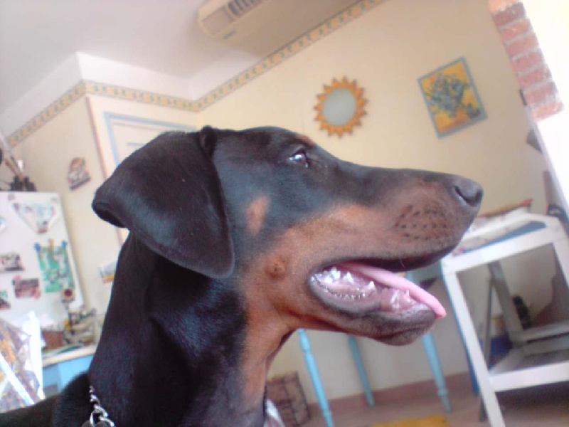 Publication : Des gardiens du donon Auteur : Stéphanie AVENARD