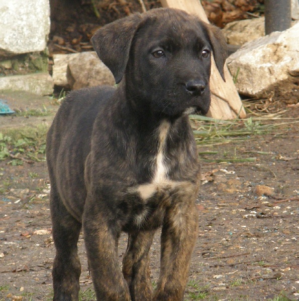 Publication : of the realm of molosses 