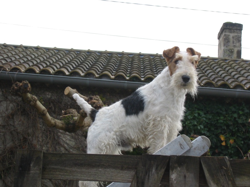 Publication : Du Crû Du Chêne Charmant Auteur : C. Gauzargues.