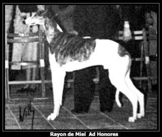 CH. Rayon de miel Ad honores