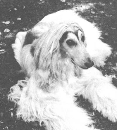 CH. charikar Dominator joh-cyn