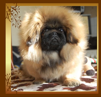 Publication : des terres sacrées des Cherokees Auteur : patricia gerbeau