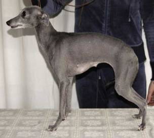 bel etual Kleanta eskapada