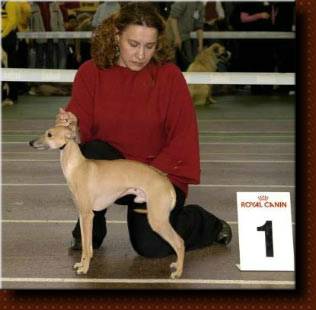 CH. bel etual Super excusive