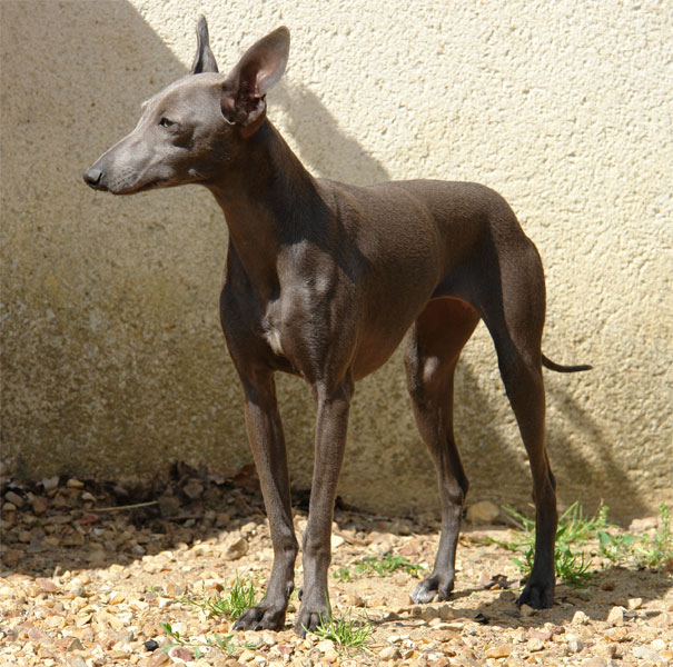 Publication : Du fief des kallistos 