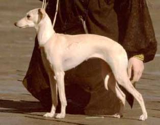 CH. Glitsinija chilitefey