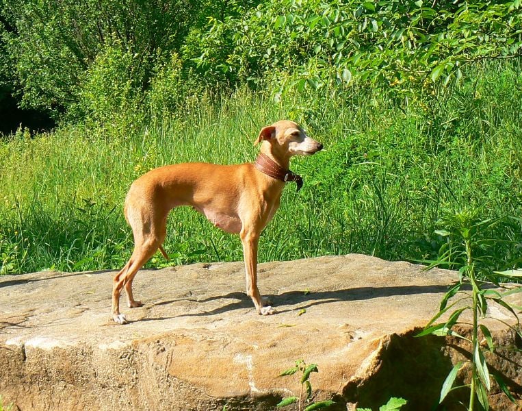 bel etual Santa lusia