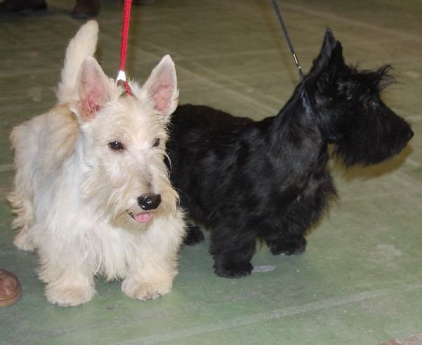 Publication : de Roller King Auteur : Andreita y Hooligan Roller King