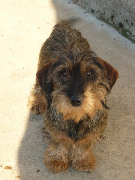 Publication : Des Aguyots 