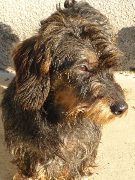 Publication : Des Aguyots 