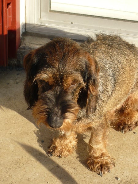 Artist de la foret de Saint Loup