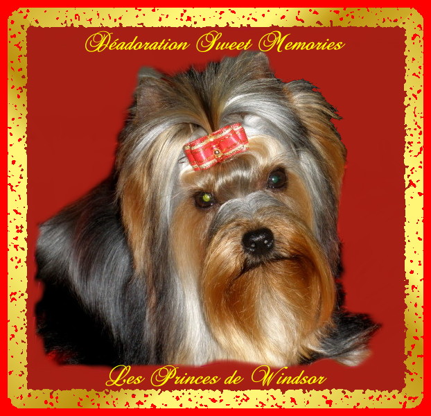 Auteur : LES PRINCES DE WINDSOR