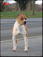Étalon American Staffordshire Terrier - Cierra Skyla Combreux d'Emozioni Breizh