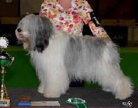 Étalon Berger Polonais de plaine - CH. JAGUSIA CLARA Z gangu dlugich