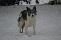 Étalon Border Collie - Océane du moulin de rieutord