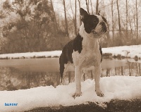Étalon Boston Terrier - Beckett dit BUSTER De la baie de pempoul
