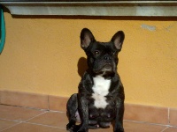 Étalon Bouledogue français - Chloé la schtroumphette Des vifs d'or