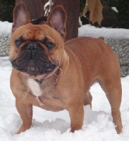 Étalon Bouledogue français - Winaty's Avatar