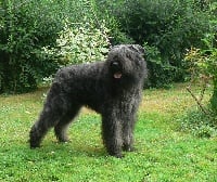 Étalon Bouvier des Flandres - Bolero du bois du Bois de la Brique