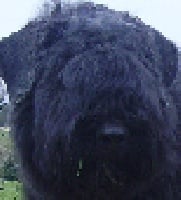 Étalon Bouvier des Flandres - Altesse de la plaine des flandres