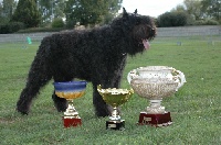 Étalon Bouvier des Flandres - CH. Ugo 1er de la plaine des flandres