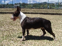 Étalon Bull Terrier - Bulkha Du Piton Des Fougeres