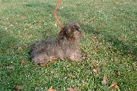 Étalon Cairn Terrier - Udith Des chardons Saint Andre
