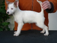 Étalon Chien de garenne portugais - CH. Tourada de viamonte