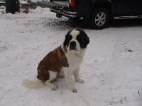 Étalon Chien du Saint-Bernard - Capsule dite Cisca (Sans Affixe)