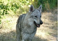 Étalon Chien-loup tchecoslovaque - D'june de Shunka-Wakan