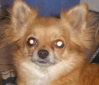 Étalon Chihuahua - Dolce -g'abana de la légende des trolls