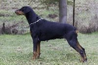 Étalon Dobermann - Baya de la Taverniere