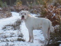 Étalon Dogo Argentino - Dueño De los felinos blancos