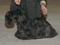 Étalon Scottish Terrier - Vania du mont sansoucis du clan des Celtes